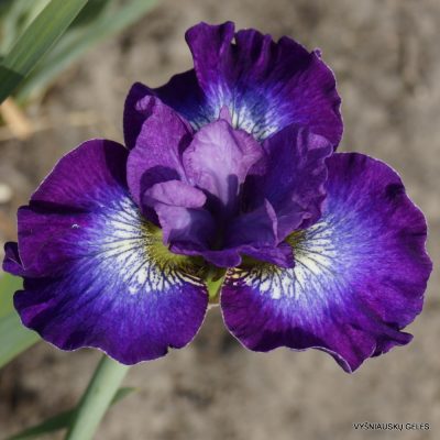 Iris 'Prstenec' (2)