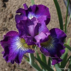 Iris 'Prstenec'