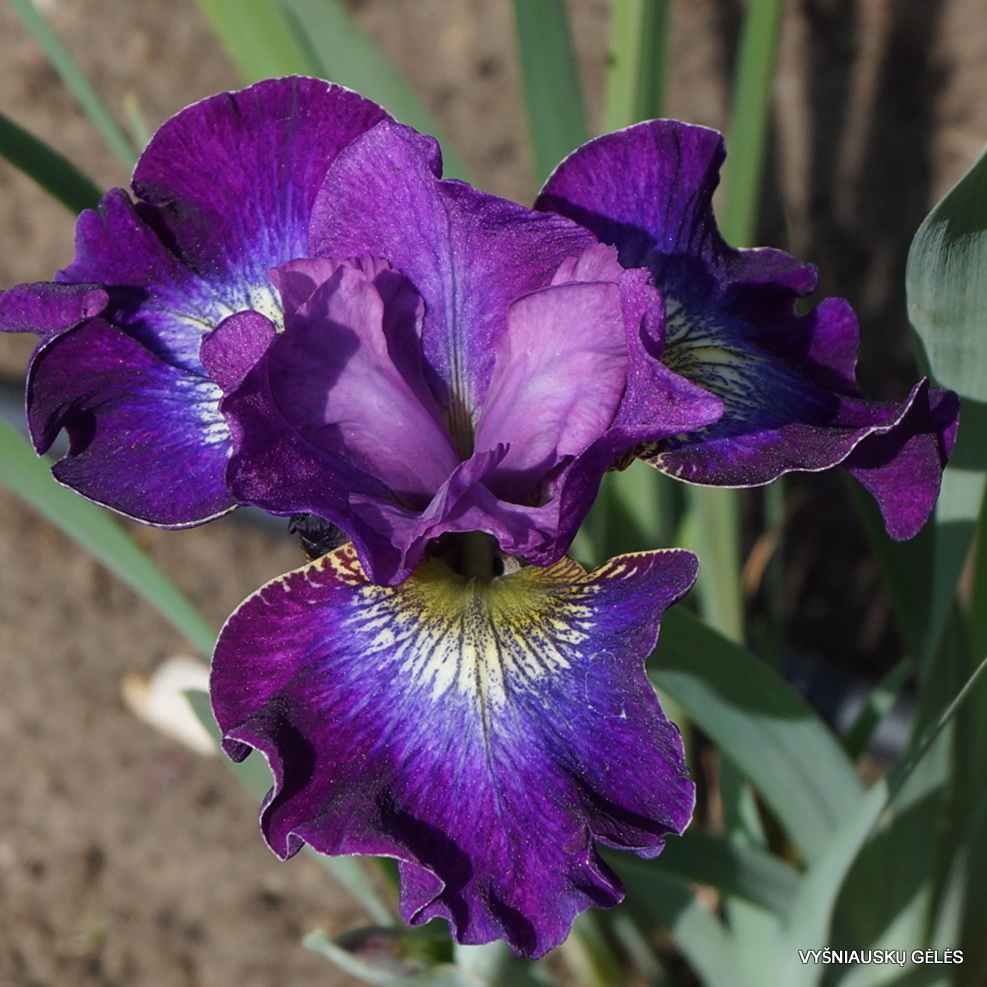 Iris 'Prstenec' (3)