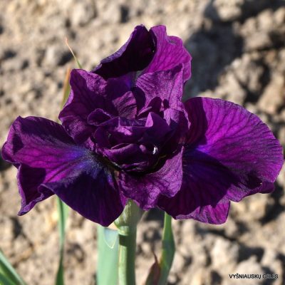 Iris ‘Silesian Roses’