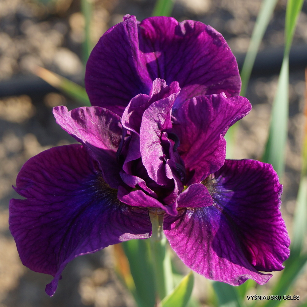 Iris 'Silesian Roses' (3)