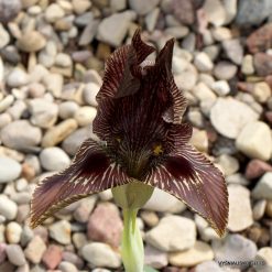Iris acutiloba subsp. acutiloba