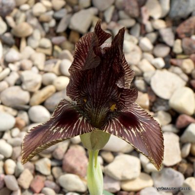 Iris acutiloba subsp. acutiloba