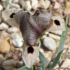 Iris acutiloba subsp. lineolata (clone 2)