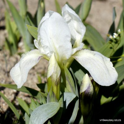 Iris aphylla f. alba