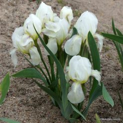Iris aphylla f. alba