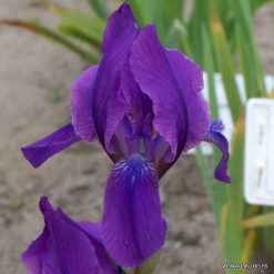 Iris aphylla subsp. hungarica
