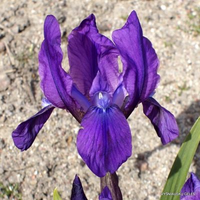 Iris aphylla subsp. hungarica