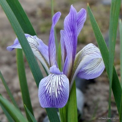 Iris biglumis (clone 1)