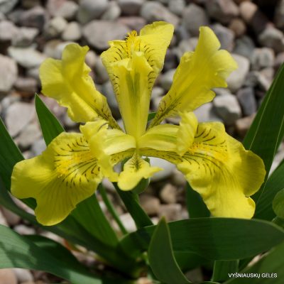 Iris bloudowii (clone 2)