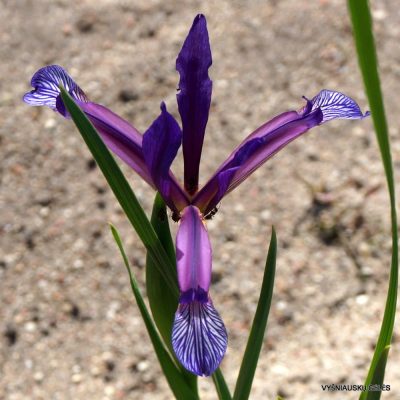 Iris brandzae (2)