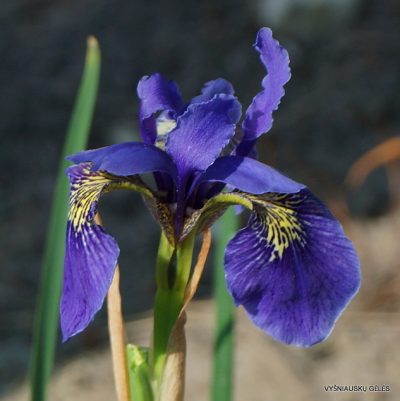 Iris bulleyana hybrid (sdg 201) (2)