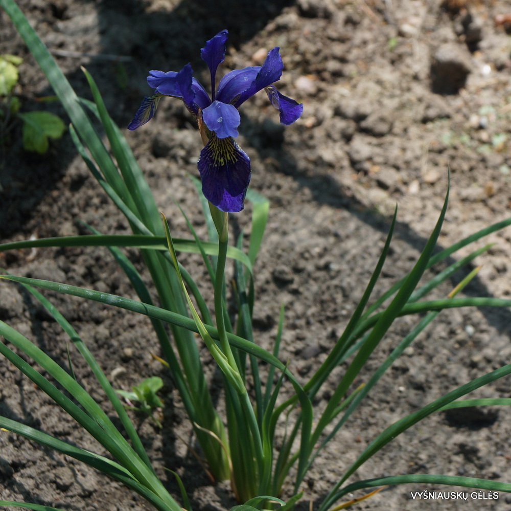 Iris bulleyana hybrid (sdg 201) (3)