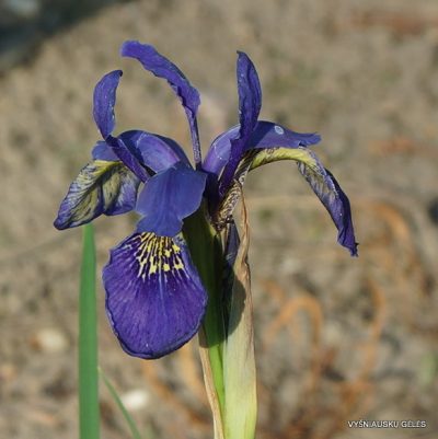 Iris bulleyana hybrid (sdg 201)
