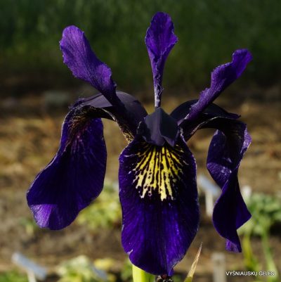 Iris bulleyana hybrid (sdg 202) (2)