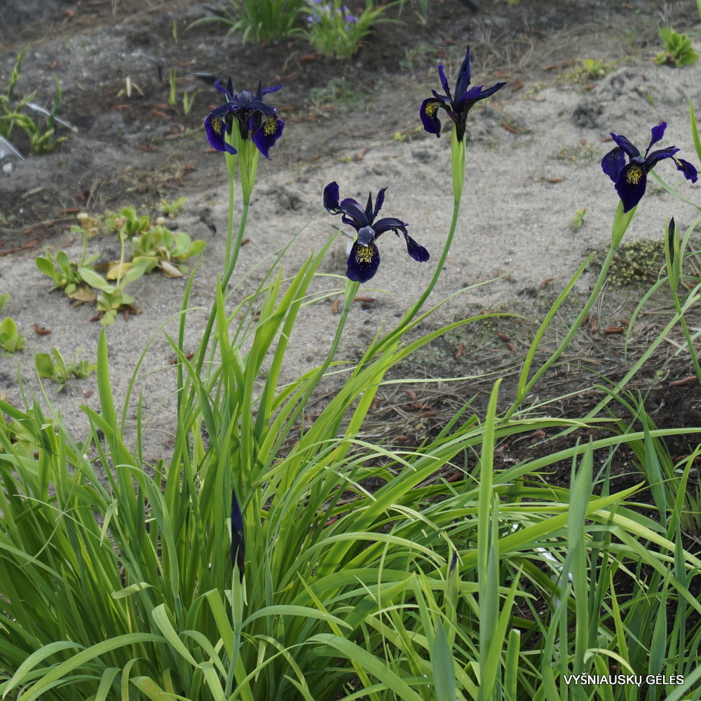 Iris bulleyana hybrid (sdg 202) (3)