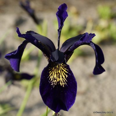 Iris bulleyana hybrid (sdg 202)