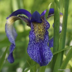Iris bulleyana hybrid (sdg 203)