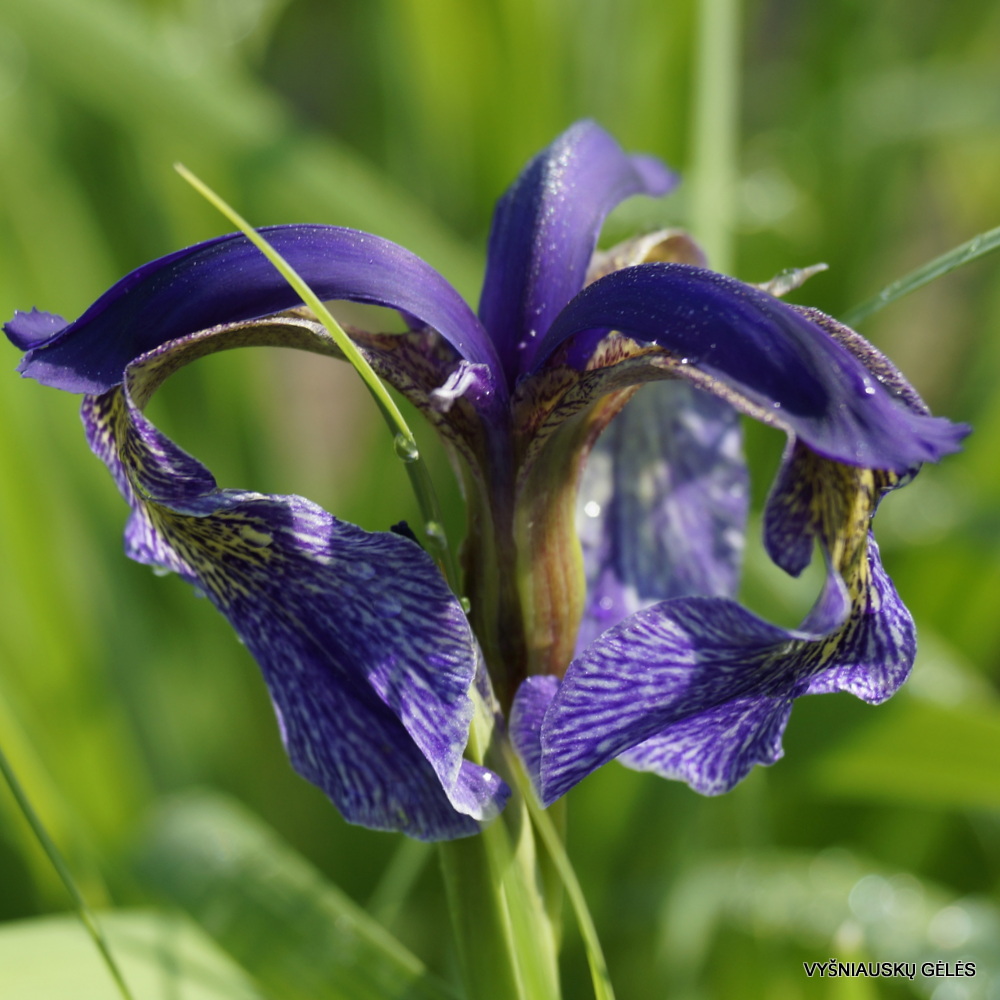 Iris bulleyana hybrid (sdg 203) (3)