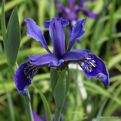 Iris bulleyana hybrid (sdg 204) (2)