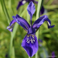 Iris bulleyana hybrid (sdg 204)