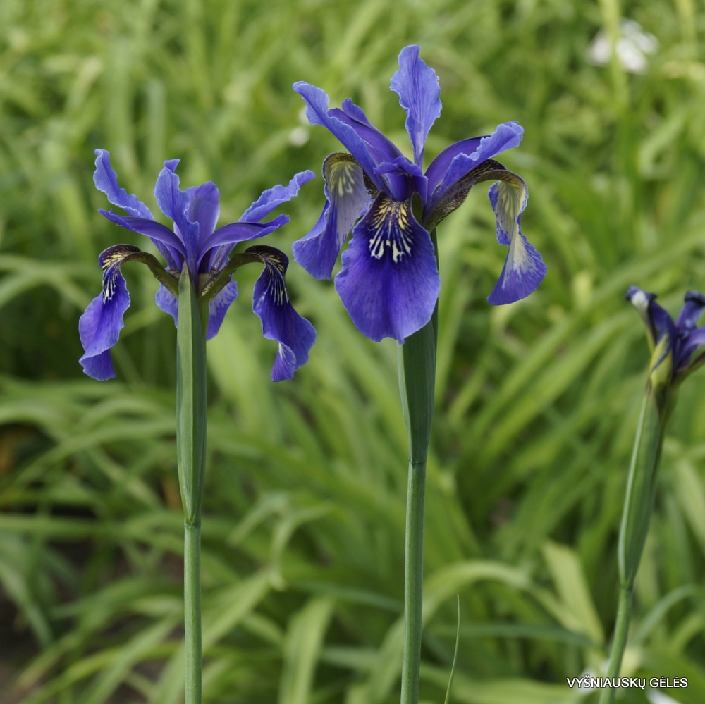 Iris bulleyana hybrid (sdg 204) (3)