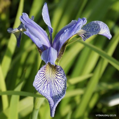 Iris bulleyana hybrid (sdg 205) (2)
