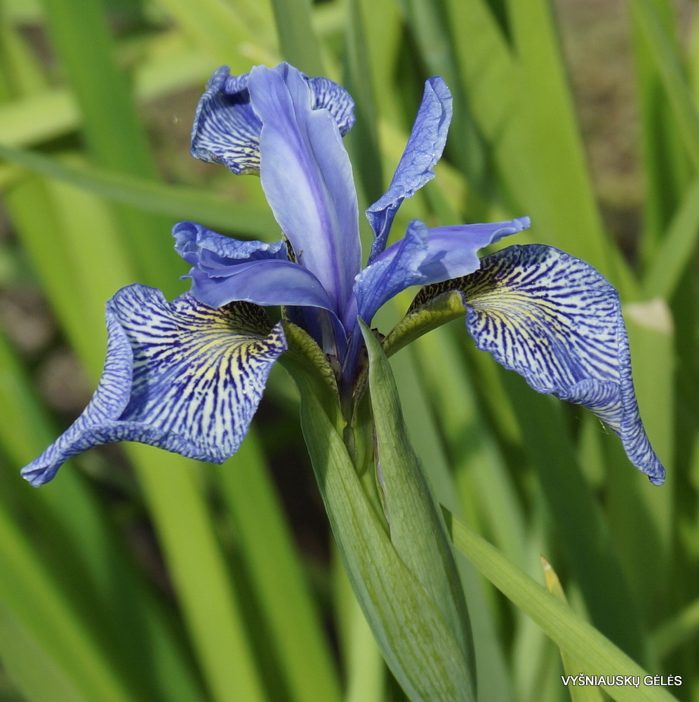 Iris bulleyana hybrid (sdg 205) (3)
