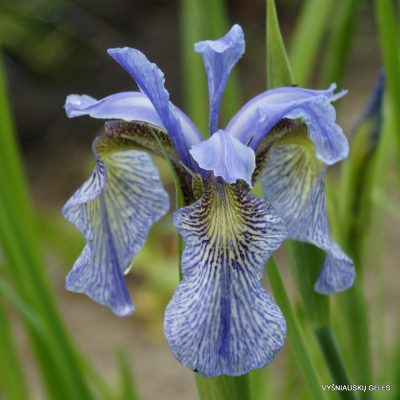 Iris bulleyana hybrid (sdg 205)