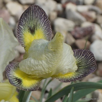 Iris camillae (2)