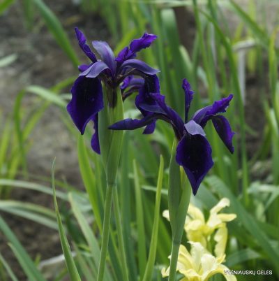 Iris chrysographes (clone 3) (2)