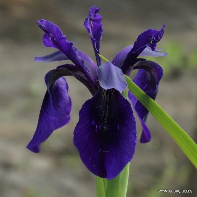 Iris chrysographes (clone 3)