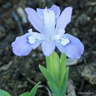 Iris cristata ‘Mountain Girl‘
