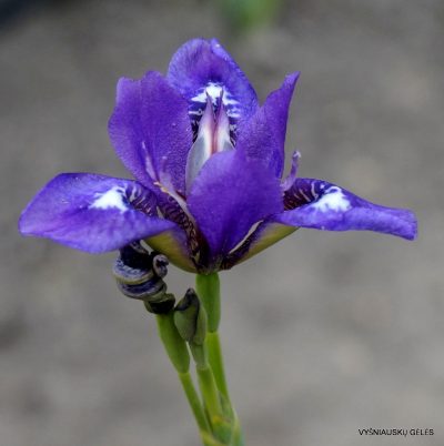 Iris dichotoma (clone 1) Iris dichotoma (clone 1)
