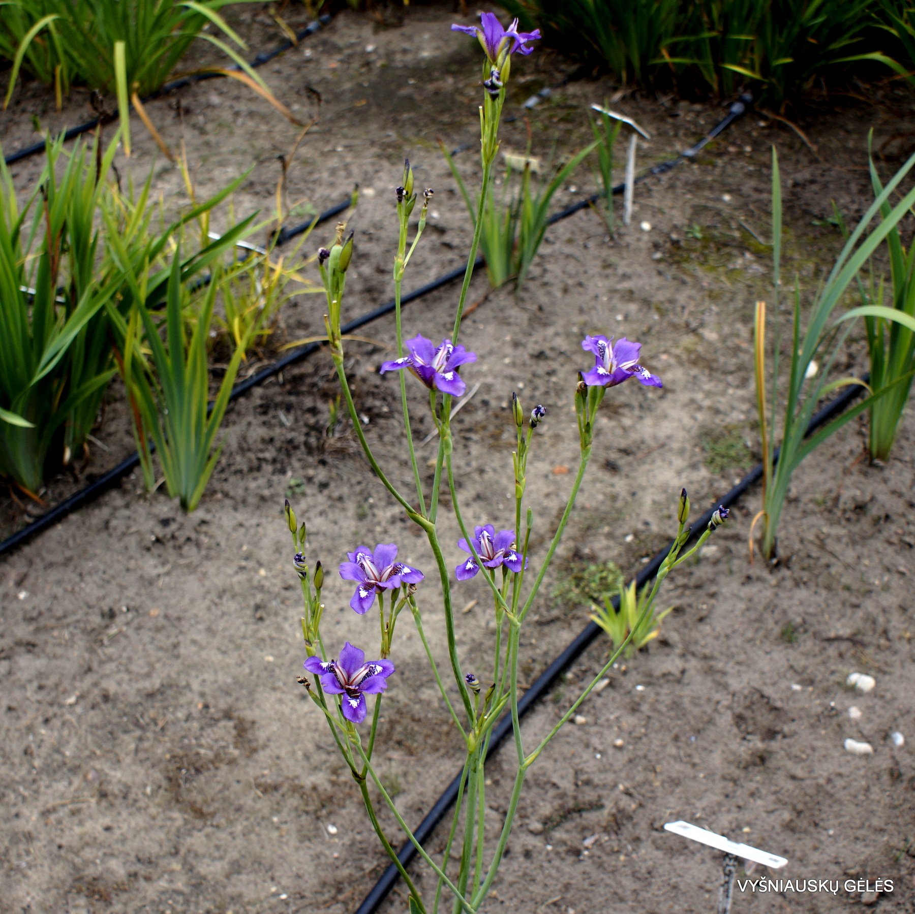 Iris dichotoma (clone 1) (2)