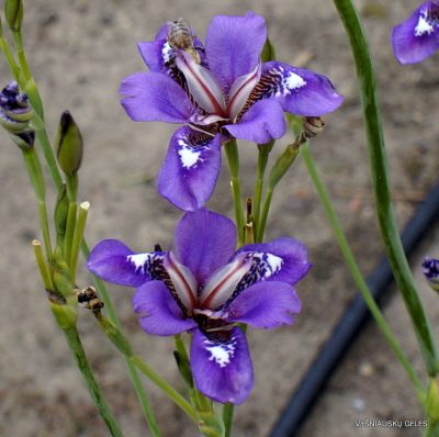 Iris dichotoma (clone 1)