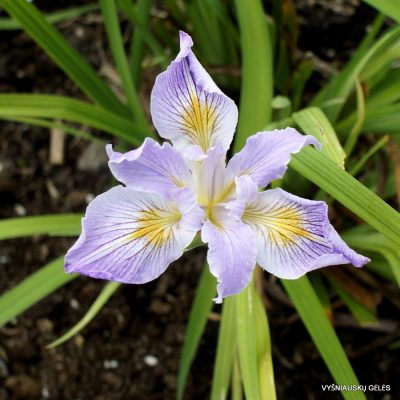 Iris douglasiana (clone 2)