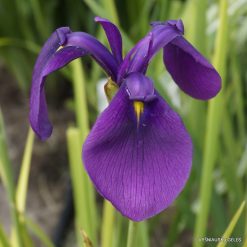 Iris ensata var. spontanea BSWJ8873