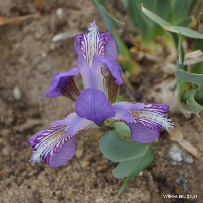 Iris glaucescens (clone 1) (2)