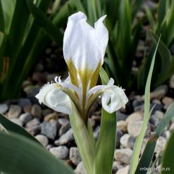 Iris glaucescens (clone 1) (2)