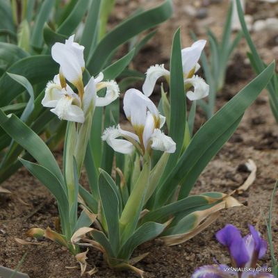 Iris glaucescens (clone 1)