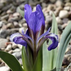 Iris glaucescens (clone 2)