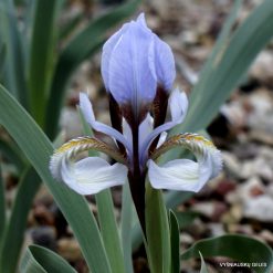 Iris glaucescens (clone 3) (2)