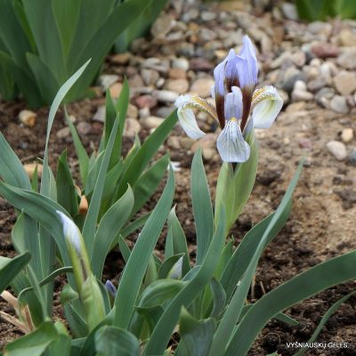 Iris glaucescens (clone 3) (2)