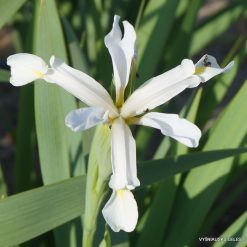 Iris halophila (white form)