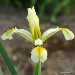 Iris halophila (yellow form)