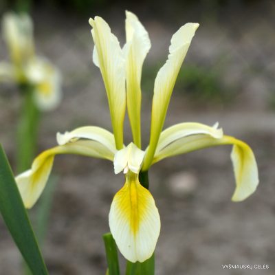 Iris halophila (yellow form)