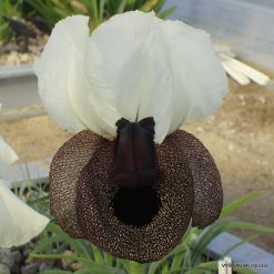 Iris iberica subsp. elegantissima (clone 2) (2)