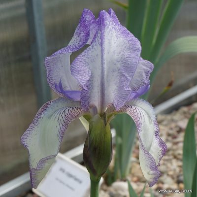 Iris junonia (clone 1) (2)