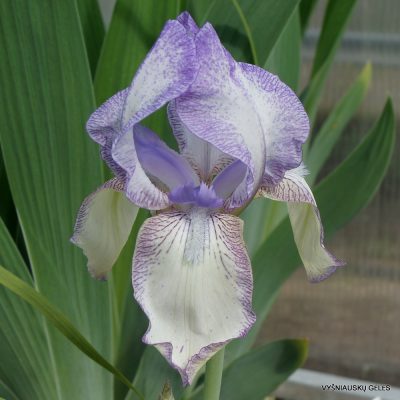 Iris junonia (clone 1)